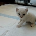 【白】可愛い子猫ちゃんの里親募集！