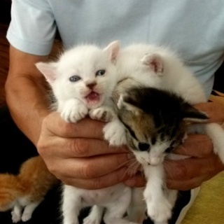 可愛い6匹の子猫ちゃんの里親募集！