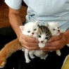 可愛い6匹の子猫ちゃんの里親募集！ サムネイル2