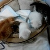 可愛い6匹の子猫ちゃんの里親募集！ サムネイル3