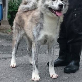 引き取って頂ける方募集してます。