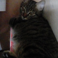 懐いてきました。