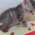 子猫