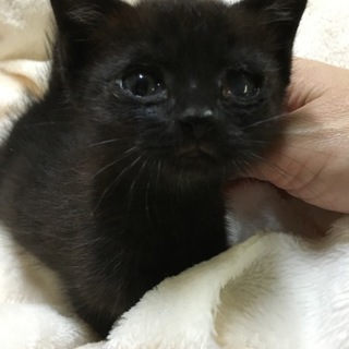 黒チビちゃん（目のハンデあり）