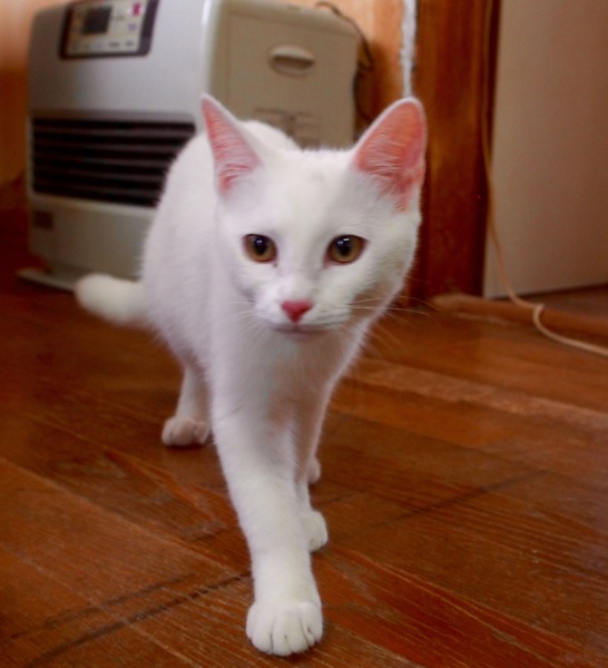 白猫女の子 千葉県 猫の里親募集 1214 ペットのおうち 月間利用者150万人