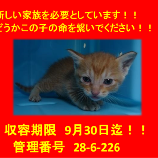 里親決定！！お迎えありがとうございました(^^♪