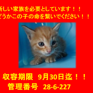 里親決定！！お迎えありがとうございました(^^♪