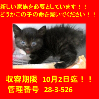 里親決定しました♪ありがとうございます(^-^)