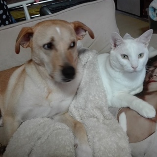 人が大好きすぎのぼく、ハクです♪