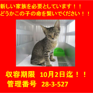 里親決定！！お迎えありがとうございました(^^♪