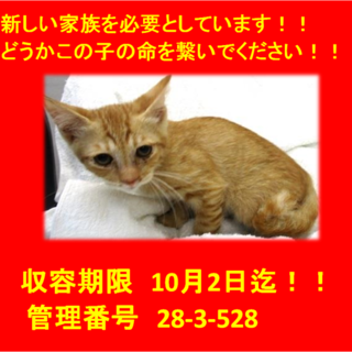 里親決定！！お迎えありがとうございました(^^♪