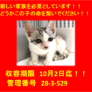 里親決定しました☆(*^▽^*)