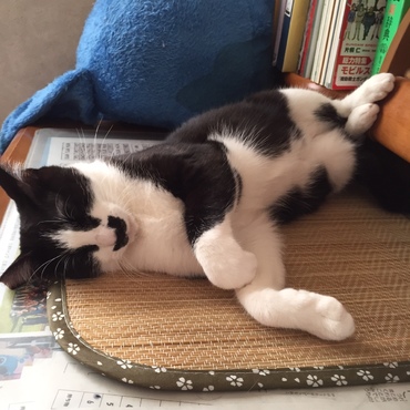 朧　昼寝（・・；　　次男の机の上です（笑；）