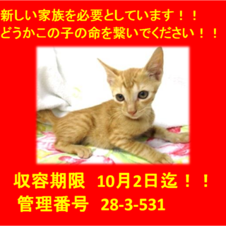 里親決定！！本当に有り難うございました(^^♪