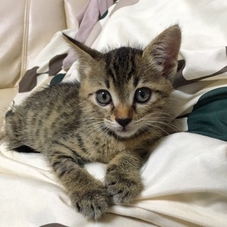 おてんばで甘えん坊、しらすちゃん！