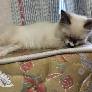 かわいいシャムちゃん