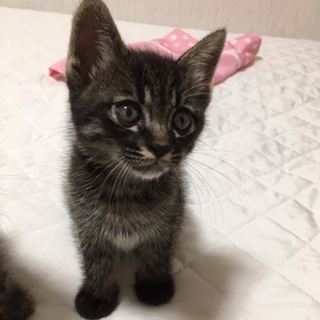 やんちゃで甘えん坊、てんちゃん！