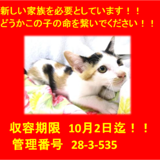 里親決定！！2匹で迎えていただきました(^^♪