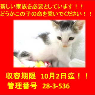 里親決定♪お迎えありがとうございます！