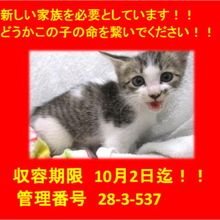 里親決定！！お迎えありがとうございました(^^♪