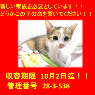 里親決定！！2匹で迎えていただきました(^^♪