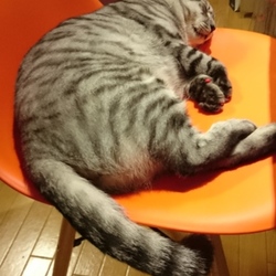 ダイエットfoodにした結果の7.7㎏