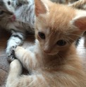 ママはスコテッシュです