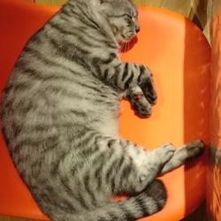 「ダイエットfoodにした結果の7.7㎏」サムネイル2