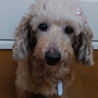 あこちゃん
