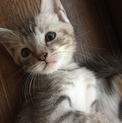 ママはスコテッシュです