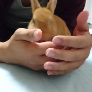 予定外の転勤が決まり里親様を募集致します。