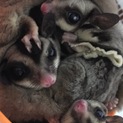 フクロモモンガの里親募集