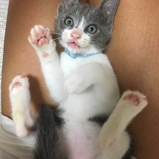 懐っこい子猫ちゃん♡