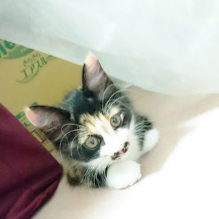 かわいい三毛サビちゃん