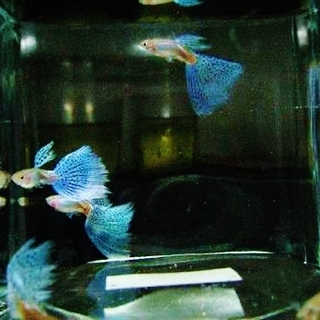 国産グッピー ブルーグラス 幼魚２０匹