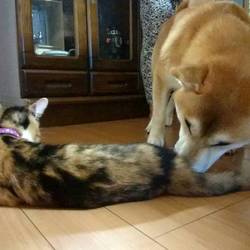 トライアル開始