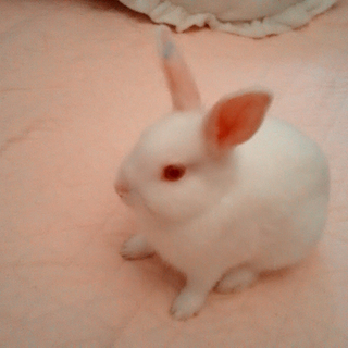 生後2ヶ月の仔うさぎ