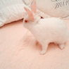生後2ヶ月の仔うさぎ サムネイル3