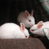 生後2ヶ月の仔うさぎ サムネイル4
