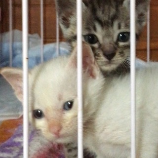 生後4週間程度 離乳食 アメショmix 兄妹