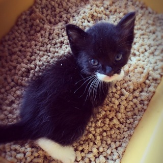 元気いっぱいの子猫ちゃんです！