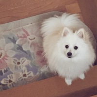 コン助