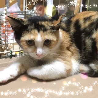 カープの帽子を被っているような柄☆みかんちゃん