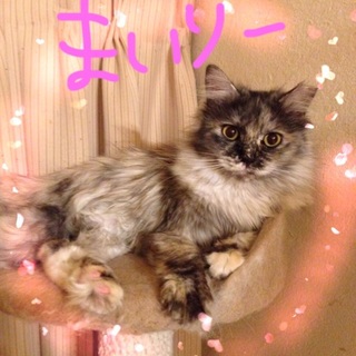 すごく綺麗な長毛サビの美猫です☆