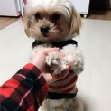 ココちゃんの里親募集中