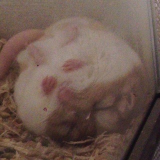 《生後8ヶ月の女の子》ファットテールジャービル