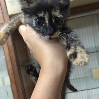 サビ猫女の子☆ルル