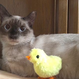 置き去りにされたシャムMIX☆ジュジュくん