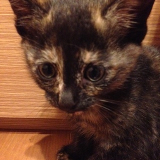 緊急！！カワイイ★おめめくりくりサビちゃん★