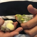 【募集終了】コザクラインコ二羽里親募集